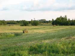 Так выглядят поля по дороге Полоцк-Витебск